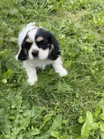 Oreo, a female Cavalier King Charles Spaniel for sale in Portland, OR – 10 of 10