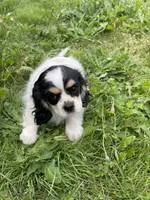 Oreo, a female Cavalier King Charles Spaniel for sale in Portland, OR – 7 of 10