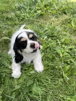 Oreo, a female Cavalier King Charles Spaniel for sale in Portland, OR – 3 of 10