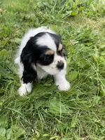 Oreo, a female Cavalier King Charles Spaniel for sale in Portland, OR – 8 of 10
