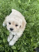 Liza, a female Cavapoo for sale in Portland, OR – 2 of 5