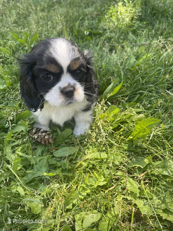 Bella – Cavalier King Charles Spaniel puppy for sale in Portland, OR