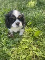 Bella, a female Cavalier King Charles Spaniel for sale in Portland, OR – 1 of 9