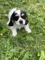 Oreo, a female Cavalier King Charles Spaniel for sale in Portland, OR – 9 of 10