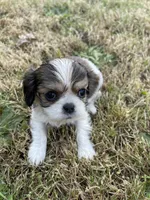 Bella, a female Cavalier King Charles Spaniel for sale in Portland, OR – 3 of 5