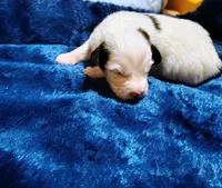 Axle, a male Papillon for sale in Lancaster, OH – Photo 2 of 3