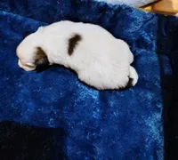 Axle, a male Papillon for sale in Lancaster, OH – Photo 3 of 3