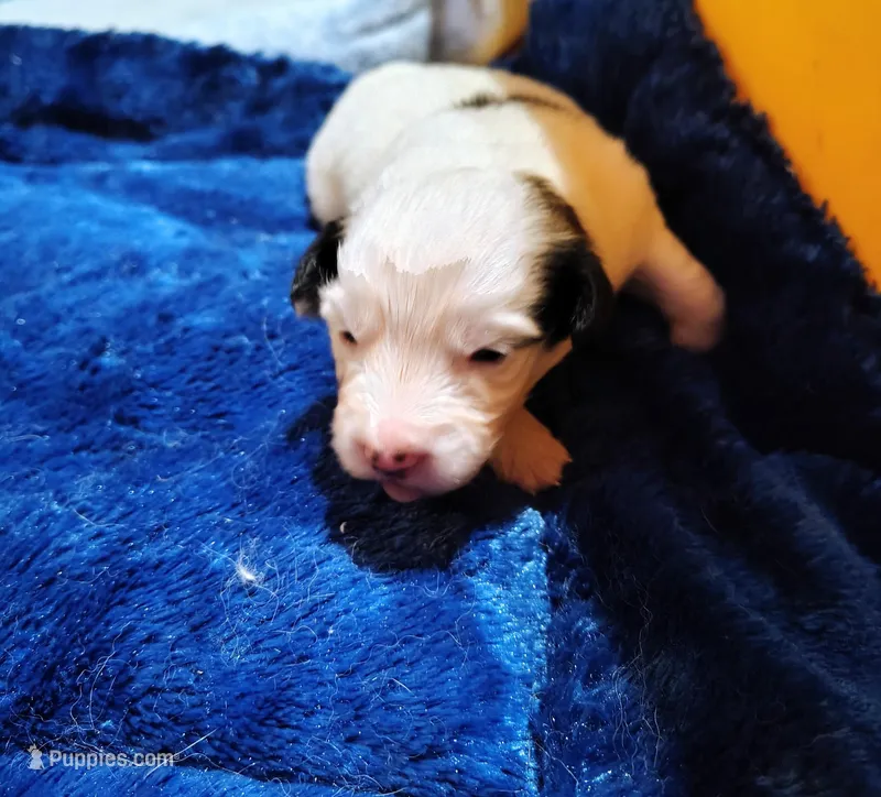 Axle – Papillon puppy for sale in Lancaster, OH