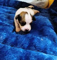 Anna, a female Papillon for sale in Lancaster, OH – Photo 3 of 3