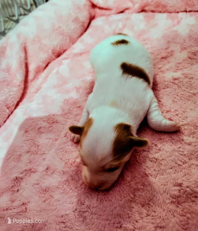 Ava – Papillon puppy for sale in Lancaster, OH