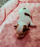 Ava, a female Papillon for sale in Lancaster, OH – Photo 1 of 4