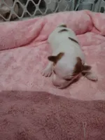 Ava, a female Papillon for sale in Lancaster, OH – Photo 4 of 4