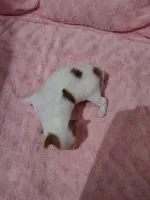 Ava, a female Papillon for sale in Lancaster, OH – Photo 2 of 4