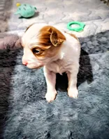 Maggie , a female Papillon for sale in Lancaster, OH – Photo 3 of 3