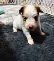 Maggie , a female Papillon for sale in Lancaster, OH – Photo 1 of 3