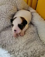 Ava AKC Papillon Female puppy for sale , a female Papillon for sale in Lancaster, OH – Photo 3 of 3