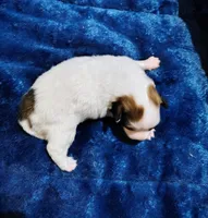 Ava AKC Papillon Female puppy for sale , a female Papillon for sale in Lancaster, OH – Photo 2 of 3