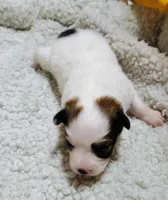 Ava AKC Papillon Female puppy for sale , a female Papillon for sale in Lancaster, OH – Photo 1 of 3