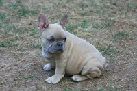 Lilac fawn male , a male French Bulldog for sale in Fort Valley, GA – 2 of 3