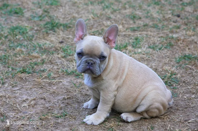 Paco jr male  – French Bulldog puppy for sale in Fort Valley, GA