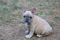 Paco jr male , a male French Bulldog for sale in Fort Valley, GA – 1 of 6