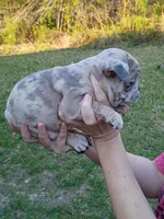 Blue Merle girl , a female French Bulldog for sale in Fort Valley, GA – Photo 3 of 5