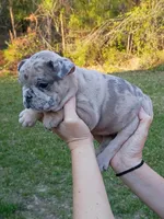 Blue Merle girl , a female French Bulldog for sale in Fort Valley, GA – Photo 2 of 5