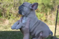 Lilac fawn girl , a female French Bulldog for sale in Fort Valley, GA – Photo 4 of 7