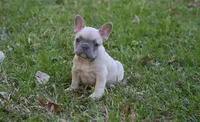 Lilac fawn girl , a female French Bulldog for sale in Fort Valley, GA – Photo 1 of 7