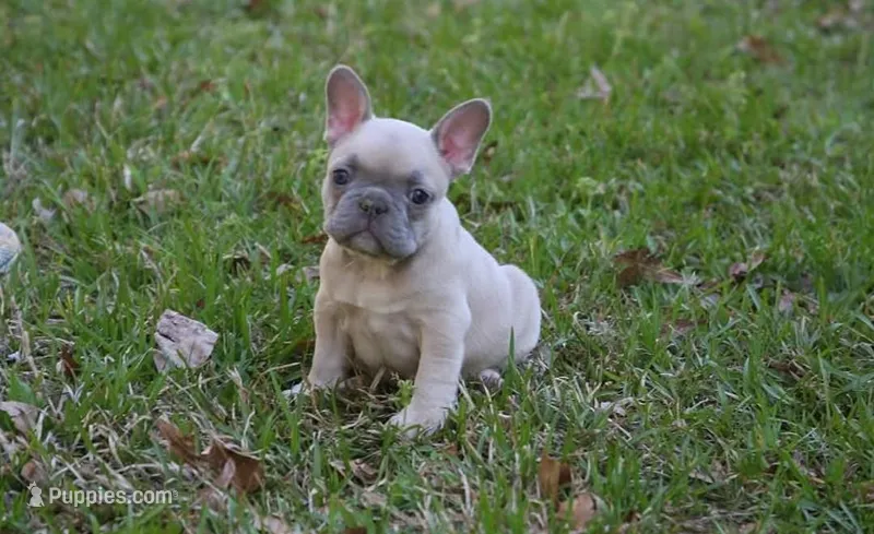 Lilac fawn girl  – French Bulldog puppy for sale in Fort Valley, GA
