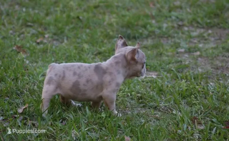 Blue fawn Merle male , a male French Bulldog for sale in Fort Valley, GA – Photo 1 of 2