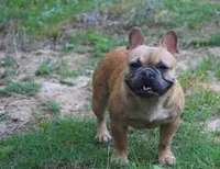 Merle boy , a male French Bulldog for sale in Fort Valley, GA – 3 of 3