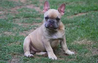 Akc male , a male French Bulldog for sale in Fort Valley, GA – 3 of 5