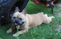 Blue Merle girl , a female French Bulldog for sale in Fort Valley, GA – Photo 5 of 6