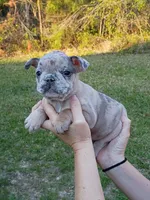 Blue Merle girl , a female French Bulldog for sale in Fort Valley, GA – Photo 2 of 6