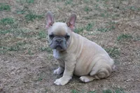 Lilac fawn male , a male French Bulldog for sale in Fort Valley, GA – Photo 3 of 3
