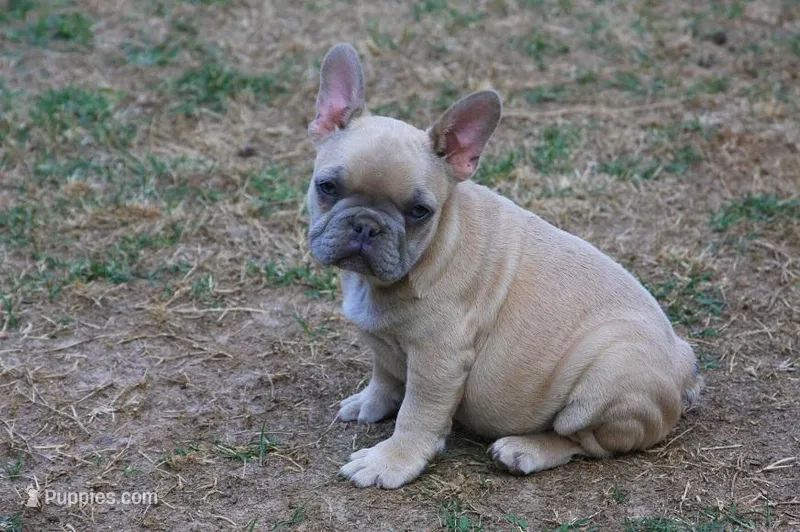 Lilac fawn male , a male French Bulldog for sale in Fort Valley, GA – Photo 1 of 4