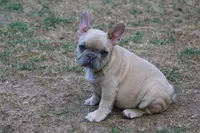 Lilac fawn male , a male French Bulldog for sale in Fort Valley, GA – Photo 1 of 4
