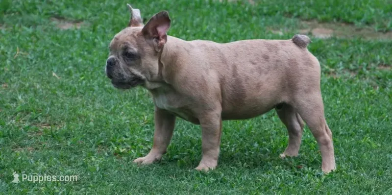 Blue fawn Merle male  – French Bulldog puppy for sale in Fort Valley, GA