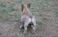 Paco jr male  , a male French Bulldog for sale in Fort Valley, GA – Photo 2 of 4