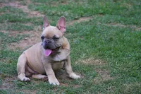 Lilac fawn male , a male French Bulldog for sale in Fort Valley, GA – 3 of 4