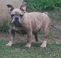 Merle boy , a male French Bulldog for sale in Fort Valley, GA – 5 of 5
