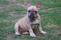 Lilac fawn male , a male French Bulldog for sale in Fort Valley, GA – 4 of 4