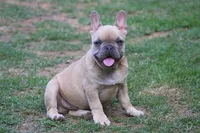 Lilac fawn male , a male French Bulldog for sale in Fort Valley, GA – 2 of 4