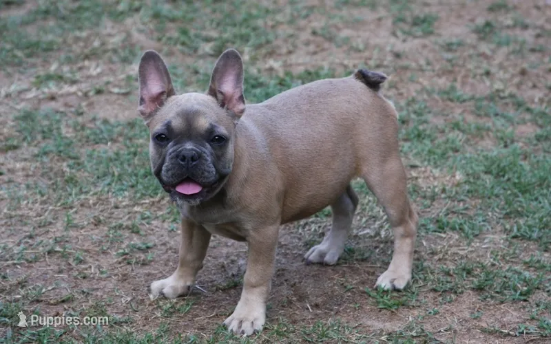 Fawn female European lines  – French Bulldog puppy for sale in Fort Valley, GA