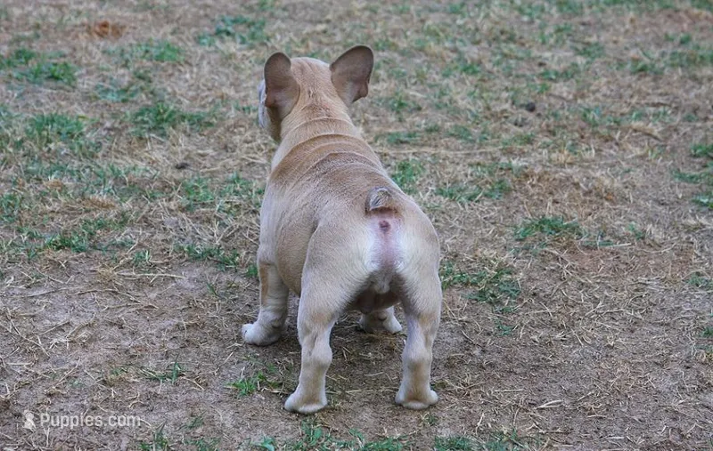 Lilac fawn male  – French Bulldog puppy for sale in Fort Valley, GA