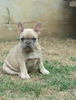 Lilac fawn male , a male French Bulldog for sale in Fort Valley, GA – Photo 4 of 4