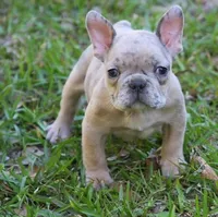 Blue fawn Merle male , a male French Bulldog for sale in Fort Valley, GA – 1 of 2
