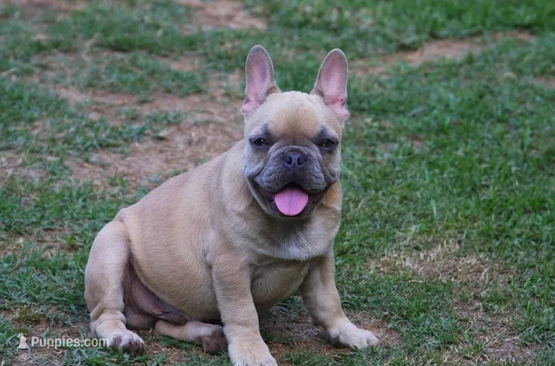 Lilac fawn male European lines  – French Bulldog puppy for sale in Fort Valley, GA