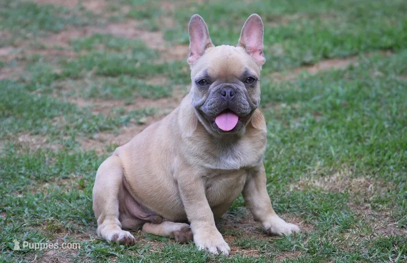 Akc male  – French Bulldog puppy for sale in Fort Valley, GA